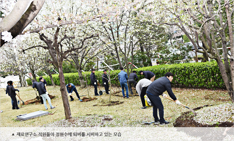 재료연구소 직원들이 정원수에 퇴비를 시비하고 있는 모습